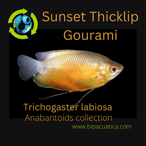 BEAUTIFUL SUNSET THICKLIP GOURAMI UNSEXED (Trichogaster labiosa)