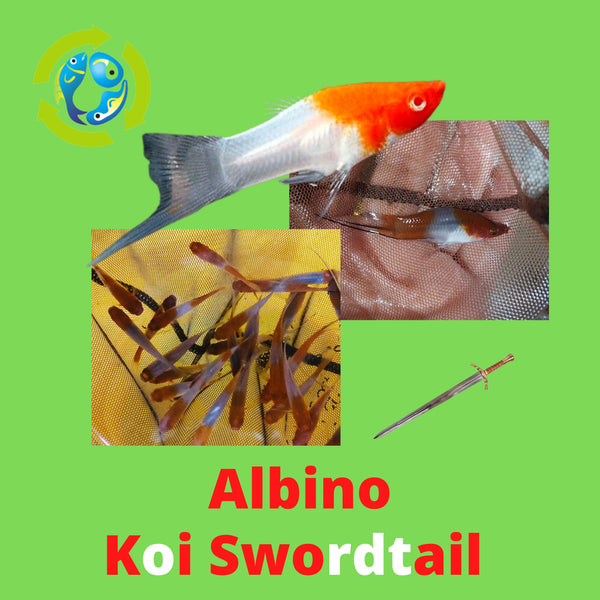 3 VIBRANT COLORFUL KOI SWORDTAIL