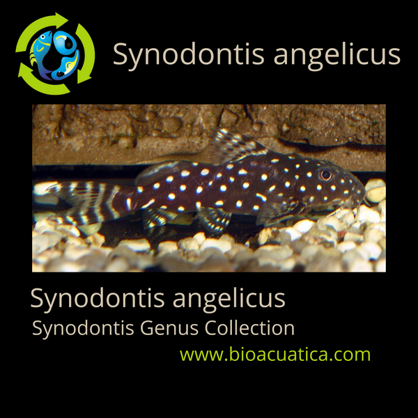 GREAT SYNODONTIS ANGELICUS CATFISH 2.25 TO 2.5 INCHES (Synodontis angelicus)