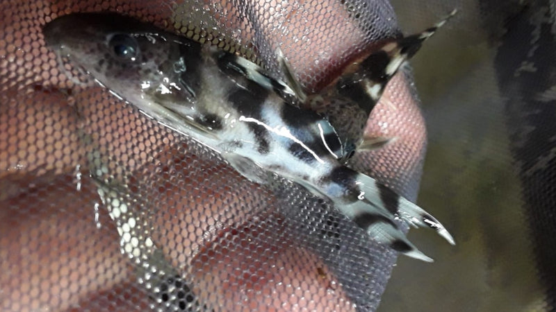 SYNODONTIS DECORUS 1 TO 1.5" HEAD TO TAIL