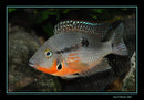 BEAUTIFUL FIREMOUTH CICHLID 1 INCH  Thorichthys meeki