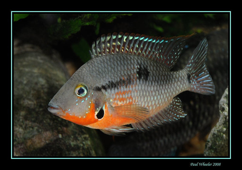 BEAUTIFUL FIREMOUTH CICHLID 1.5 INCHES   Thorichthys meeki