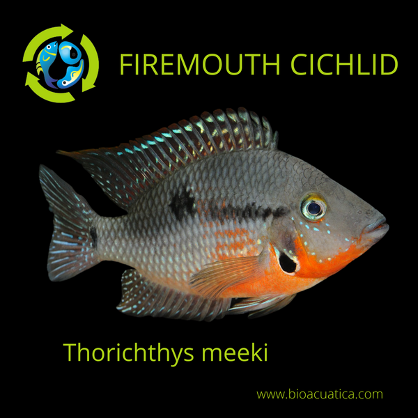 BEAUTIFUL FIREMOUTH CICHLID 1.5 INCHES   Thorichthys meeki