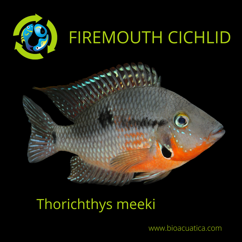BEAUTIFUL FIREMOUTH CICHLID 1.5 INCHES   Thorichthys meeki