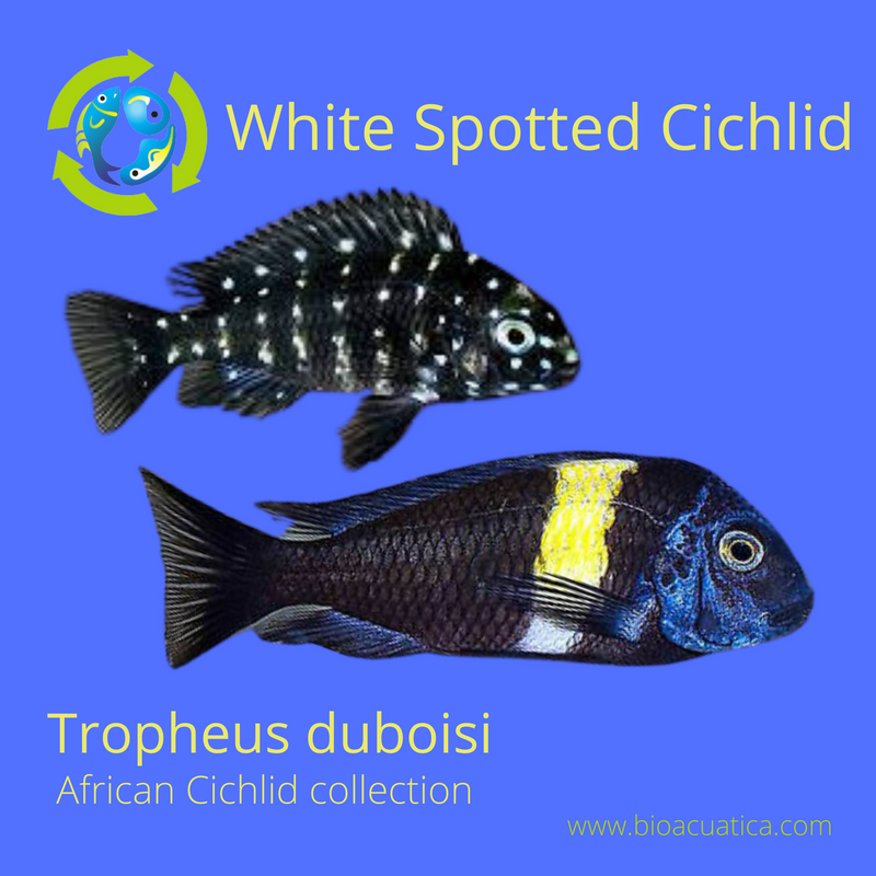 TROPHEUS DUBOISI (WHITE SPOTTED CICHLID) 1.75 TO 2"