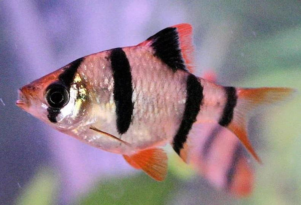 6 TIGER BARBS