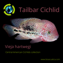GREAT TAILBAR CICHLID (Vieja hartwegi) 1" HEAD TO TAIL UNSEXED