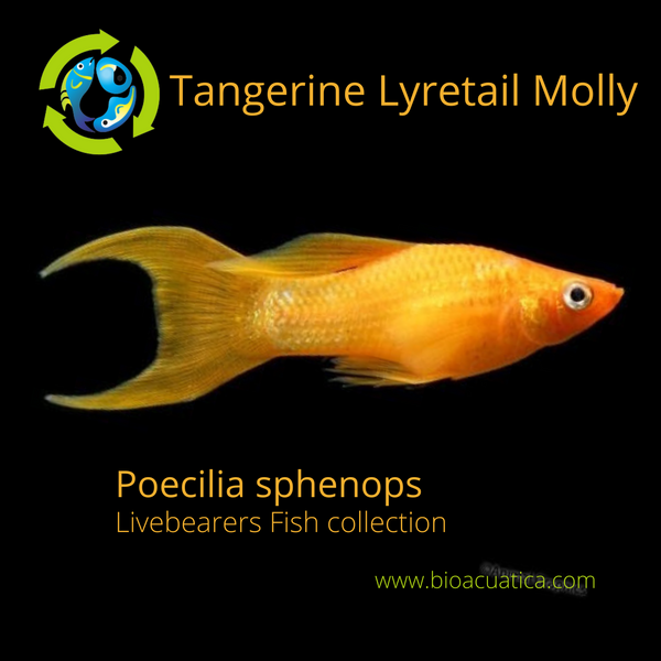 3 BEAUTIFUL TANGERINE LYRETAIL MOLLY (Poecilia sphenops) UNSEXED