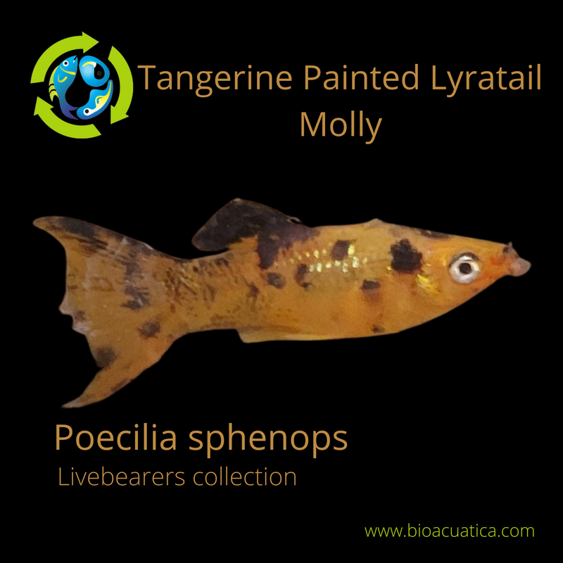 3 COLORFUL TANGERINE PAINTED LYRATAIL MOLLY 2" UNSEXED