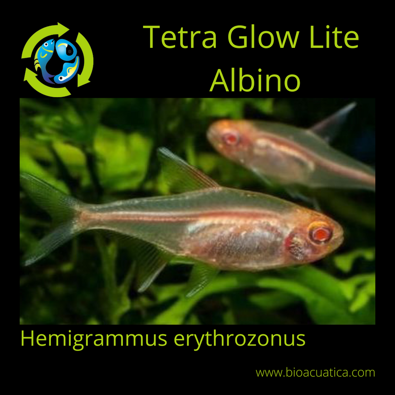 6 TETRA GLOW-LITE ALBINO Hemigrammus erythrozonus