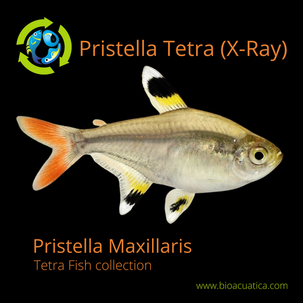 5 CUTE PRISTELLA TETRA X-RAY (Pristella Maxillaris)