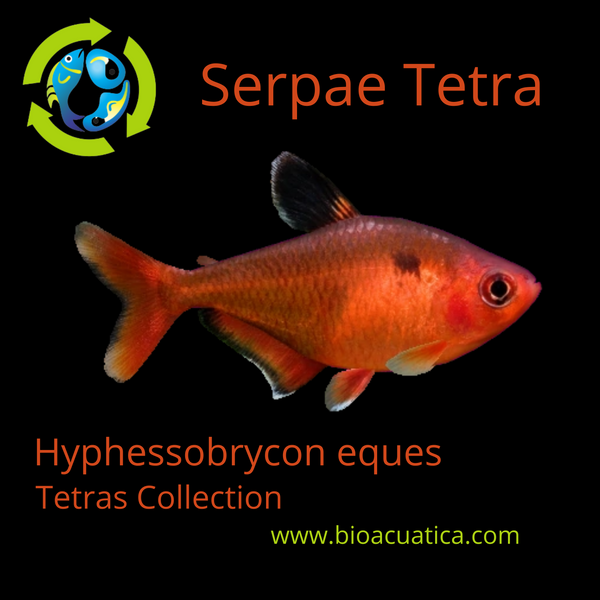 5 RED TETRA SERPAE/ RED MINOR ( Hyphessobrycon eques)