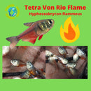 3  OUTSTANDING TETRA VON RIO FLAME