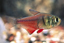 3  OUTSTANDING TETRA VON RIO FLAME