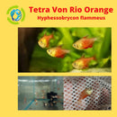 3  OUTSTANDING TETRA VON RIO ORANGE
