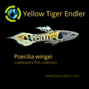 COLORFUL & CUTEST 5 MALES YELLOW TIGER ENDLERS (Poecilia wingei)
