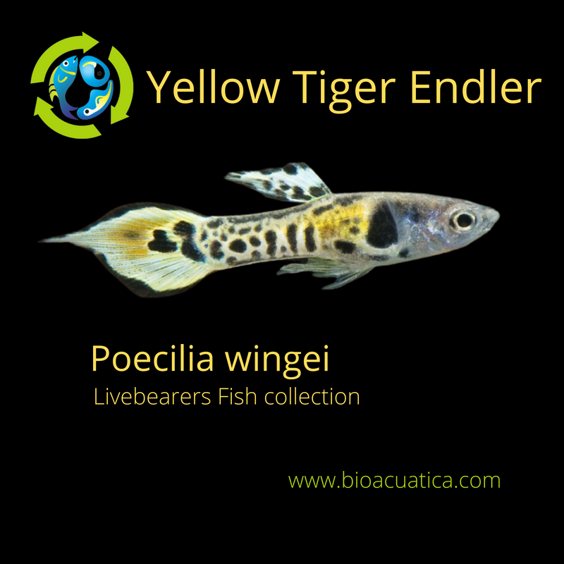 COLORFUL & CUTEST 3 MALES YELLOW TIGER ENDLERS (Poecilia wingei)