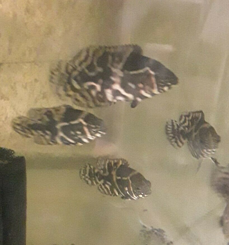 3 x TIGER OSCAR CICHLID 1.5"