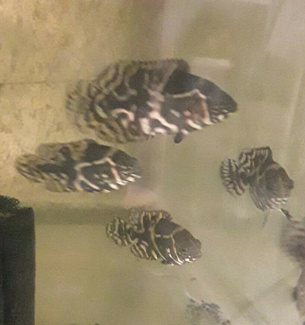 TIGER OSCAR CICHLID 1.5"