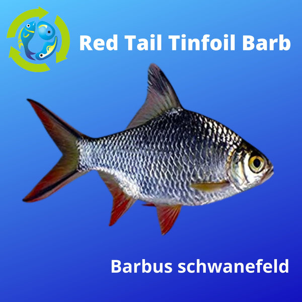 AMAZING REDTAIL TINFOIL BARB 2 INCHES (Barbus schwanefeld)