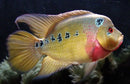 STUNNING GOLD TRIMAC CICHLID 1.5 to 2" UNSEXED (Cichlasoma Trimaculatum)