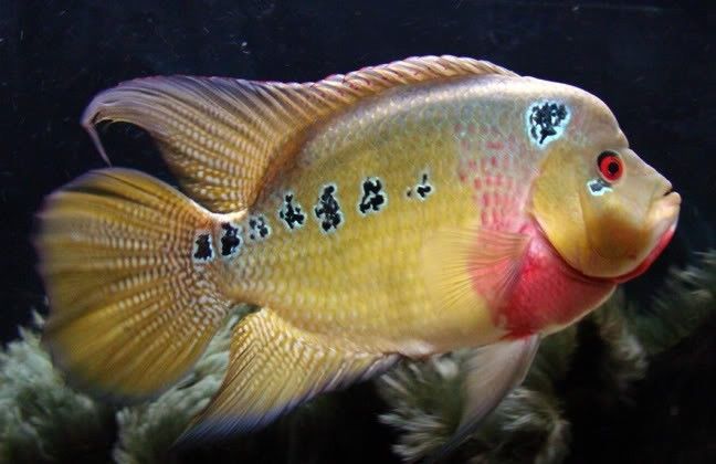 F1 STUNNING GOLD TRIMAC CICHLID 1 TO 1.5" (Cichlasoma trimaculatum) VERY RARE