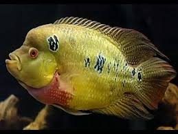 F1 STUNNING GOLD TRIMAC CICHLID 1 TO 1.5" (Cichlasoma trimaculatum) VERY RARE