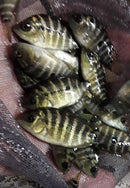 STUNNING GOLD TRIMAC CICHLID 1.5 to 2" UNSEXED (Cichlasoma Trimaculatum)