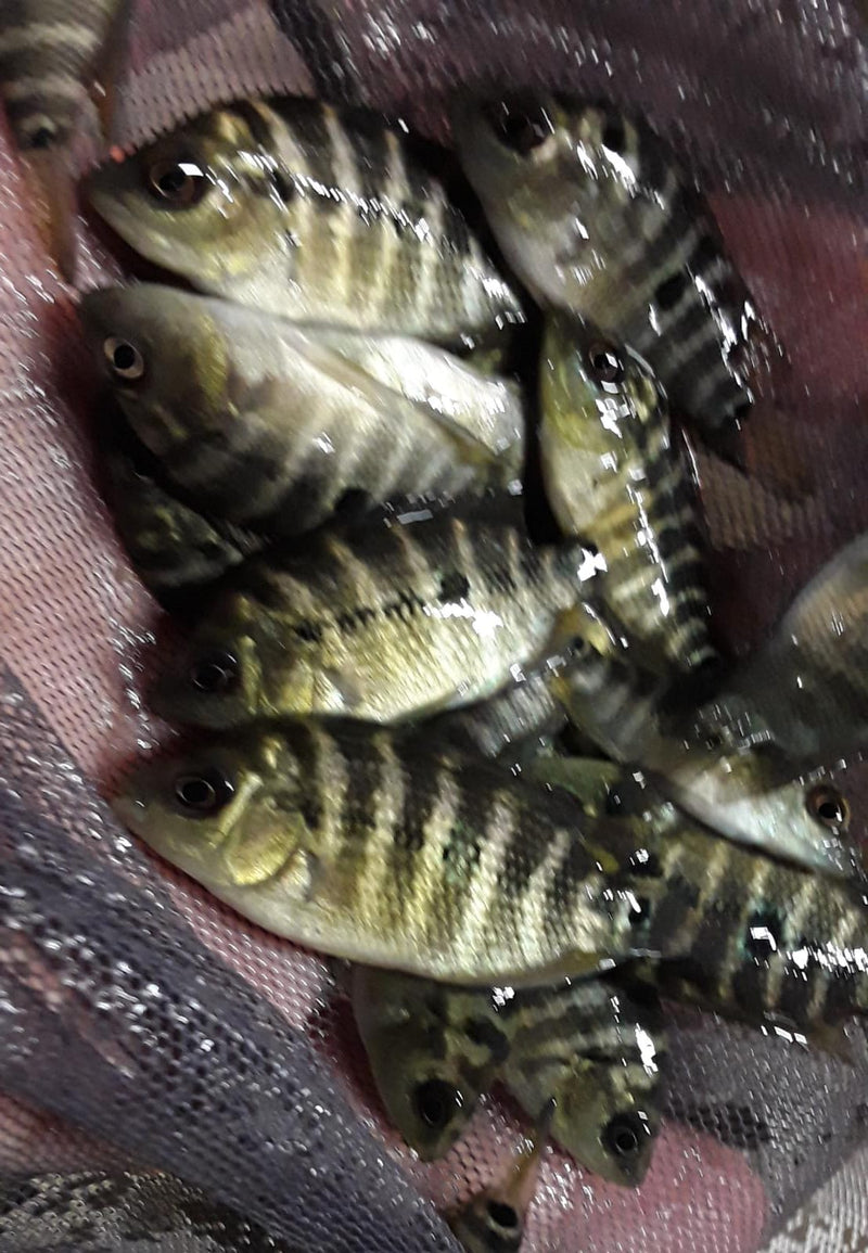 F1 STUNNING GOLD TRIMAC CICHLID 1 TO 1.5" (Cichlasoma trimaculatum) VERY RARE