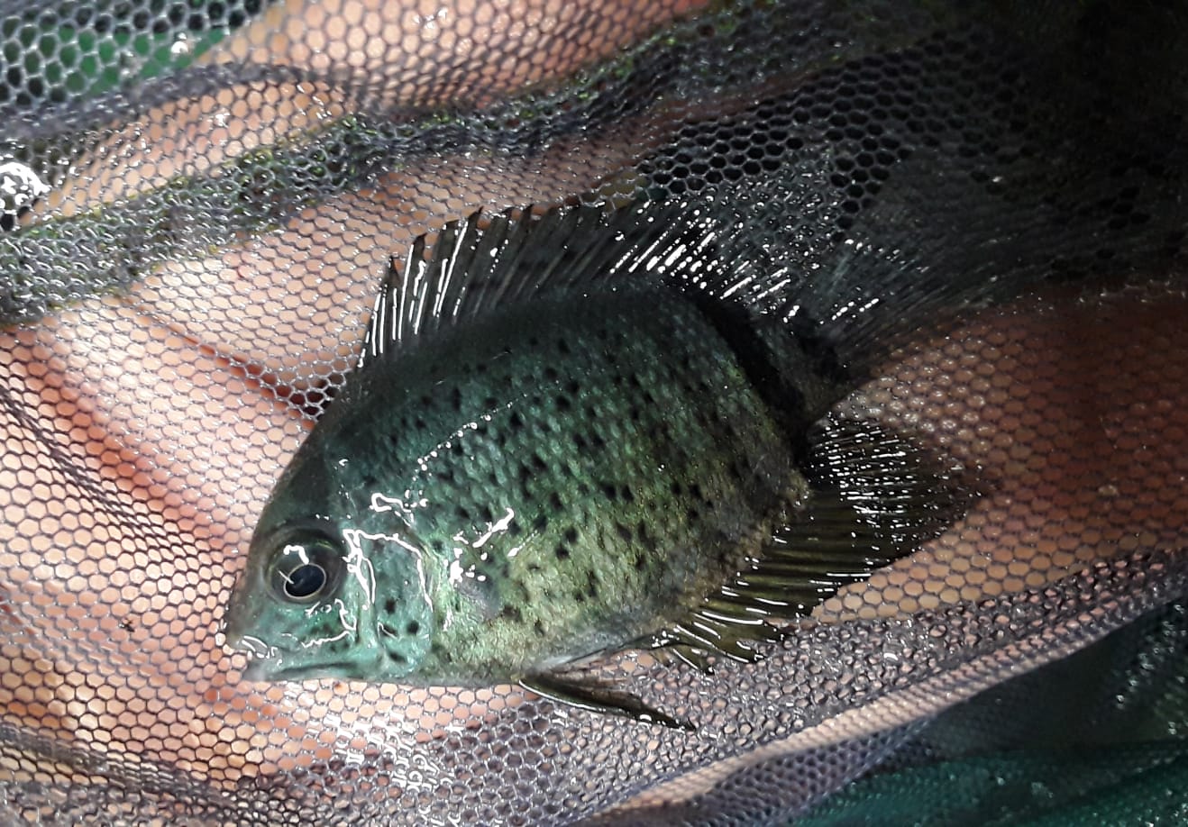 RED SPOTTED TURQUOISE SEVERUM 1.5
