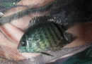 RED SPOTTED TURQUOISE SEVERUM 1.5 to 2"  (Heros efasciatus)