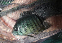 RED SPOTTED TURQUOISE SEVERUM 1.5 to 2"  (Heros efasciatus)