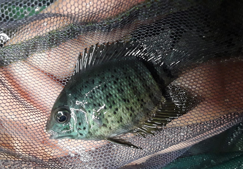 RED SPOTTED TURQUOISE SEVERUM (Heros efasciatus)