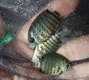 RED SPOTTED TURQUOISE SEVERUM 1.5 to 2"  (Heros efasciatus)