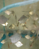 TIGER SILVER DOLLAR 2 INCHES (Metynnis fasciatus) HARD TO FIND