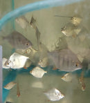 TIGER SILVER DOLLAR 1 to 1.5 INCHES (Metynnis fasciatus) HARD TO FIND