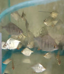 TIGER SILVER DOLLAR 2 INCHES (Metynnis fasciatus) HARD TO FIND