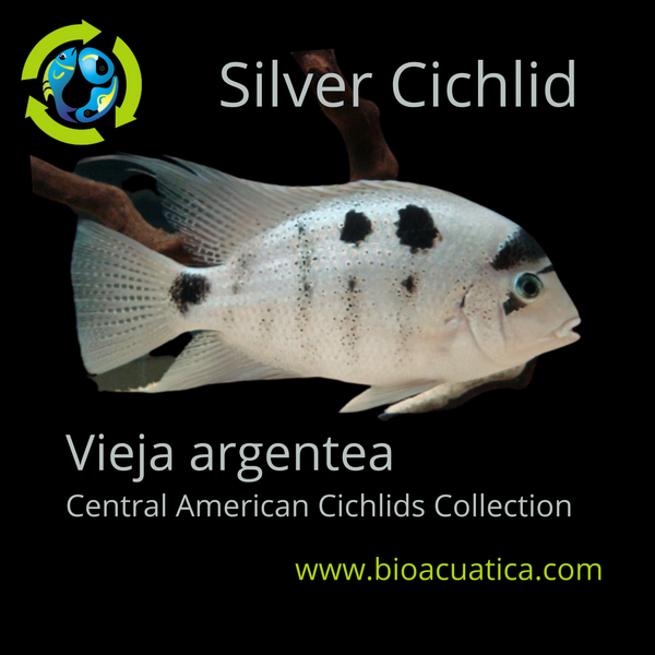 THE GREAT SILVER CICHLID 2 TO 2.5 INCHES (Vieja Argentea)