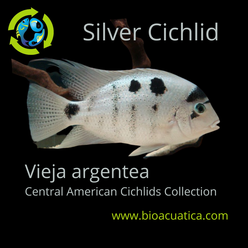 THE GREAT SILVER CICHLID 2 INCHES (Vieja Argentea)