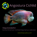 OUTSTANDING ANGOSTURA CICHLID 1 TO 1.5 INCHES  UNSEXED (Vieja breidohri)