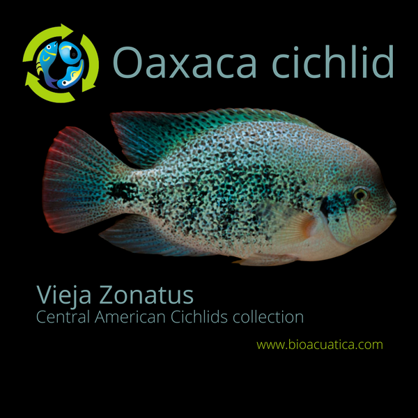 OUTSTANDING OAXACA CICHLID 1.5 to 2 INCHES   (Vieja zonatus)