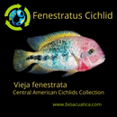 BEAUTIFUL & HEALTHY FENESTRATUS CICHLID 1.5  TO 2.0" (Vieja fenestrata)