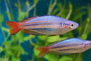 WESTERN RAINBOWFISH 1.5 TO  2"