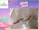5 CUTE WHITE CLOUD MINNOW