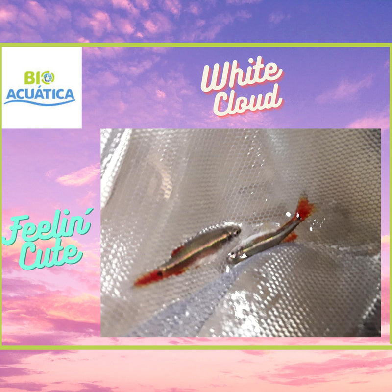 5 CUTE WHITE CLOUD LONG FIN MINNOW 1"