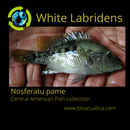 BEAUTIFUL WHITE LABRIDENS CICHLID 2 INCHES (Nosferatu pame)