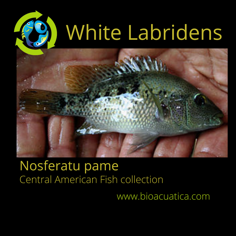 BEAUTIFUL WHITE LABRIDENS CICHLID 2 INCHES (Nosferatu pame)