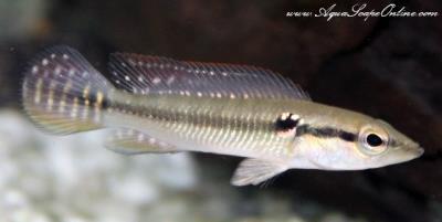 GREAT RING TAIL PIKE CICHLID 2"  (Crenicichla Saxatilis)