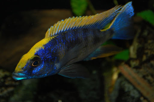 ARISTO YELLOW BLAZE 2" UNSEXED (Otopharynx Lithobates)