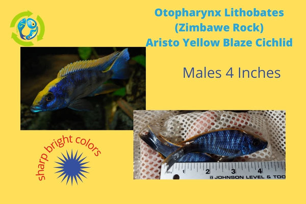 PAIR YELLOW BLAZE AFRICAN CICHLID 3.5 TO 4" (MALE & FEMALE) Otopharynx Lithobates (Zimbawe Rock)